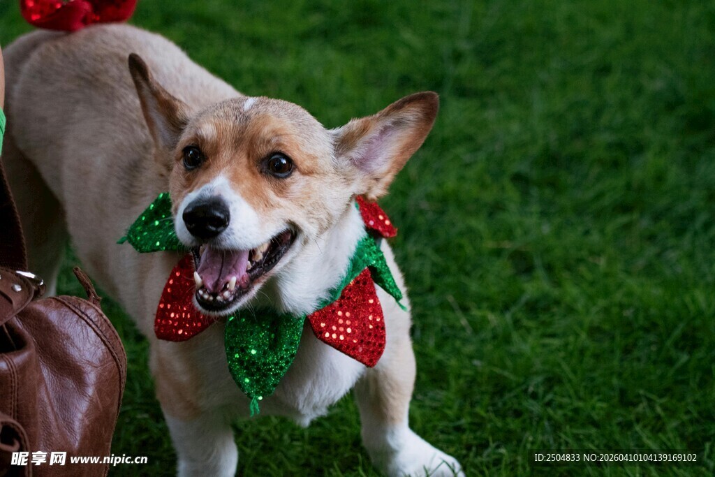 圣诞装扮的可爱柯基犬