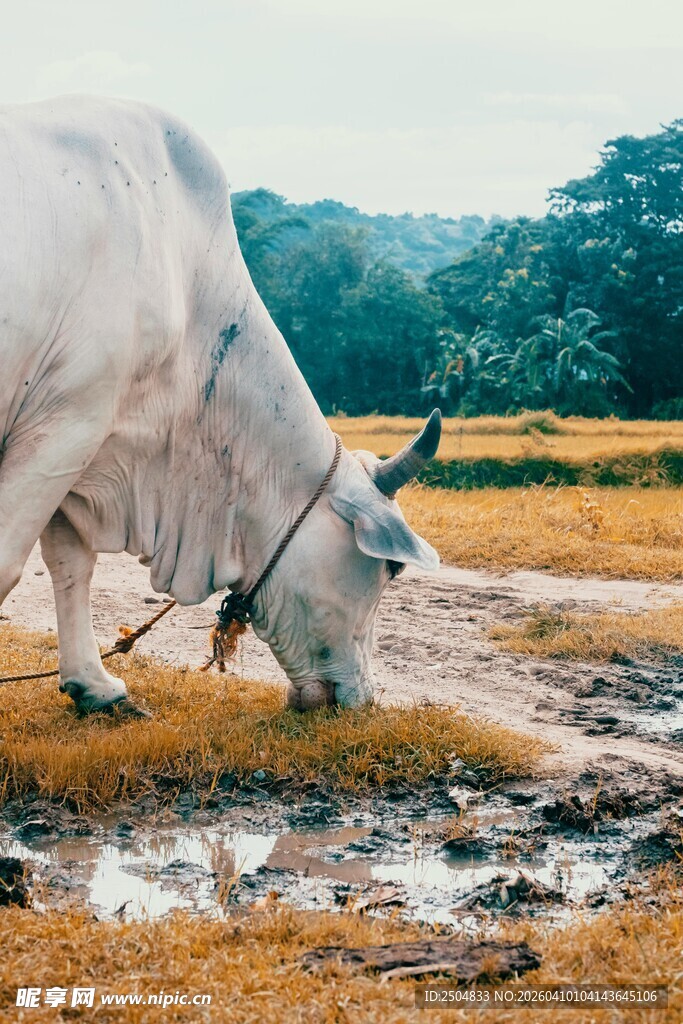 白牛于泥地低头进食