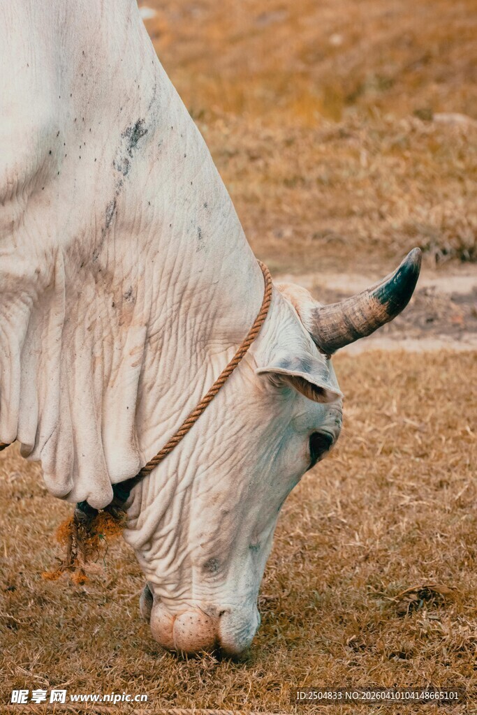 低头吃草的白牛