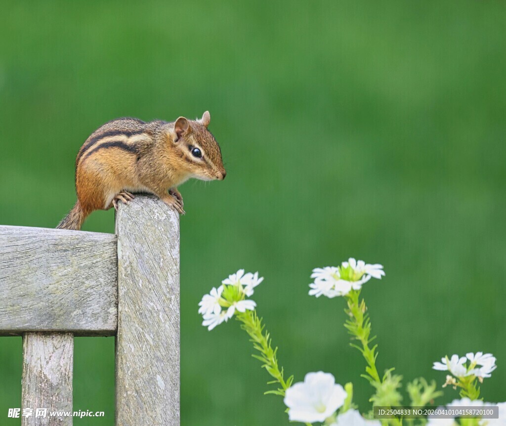 花旁木栏上的可爱小松鼠