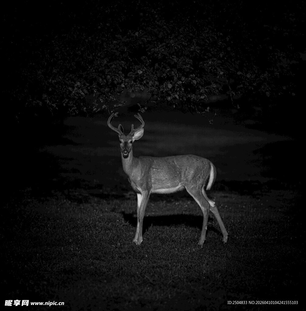 黑夜中的孤独小鹿