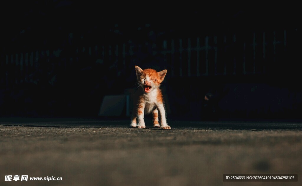 黑暗中独坐的可爱小猫咪