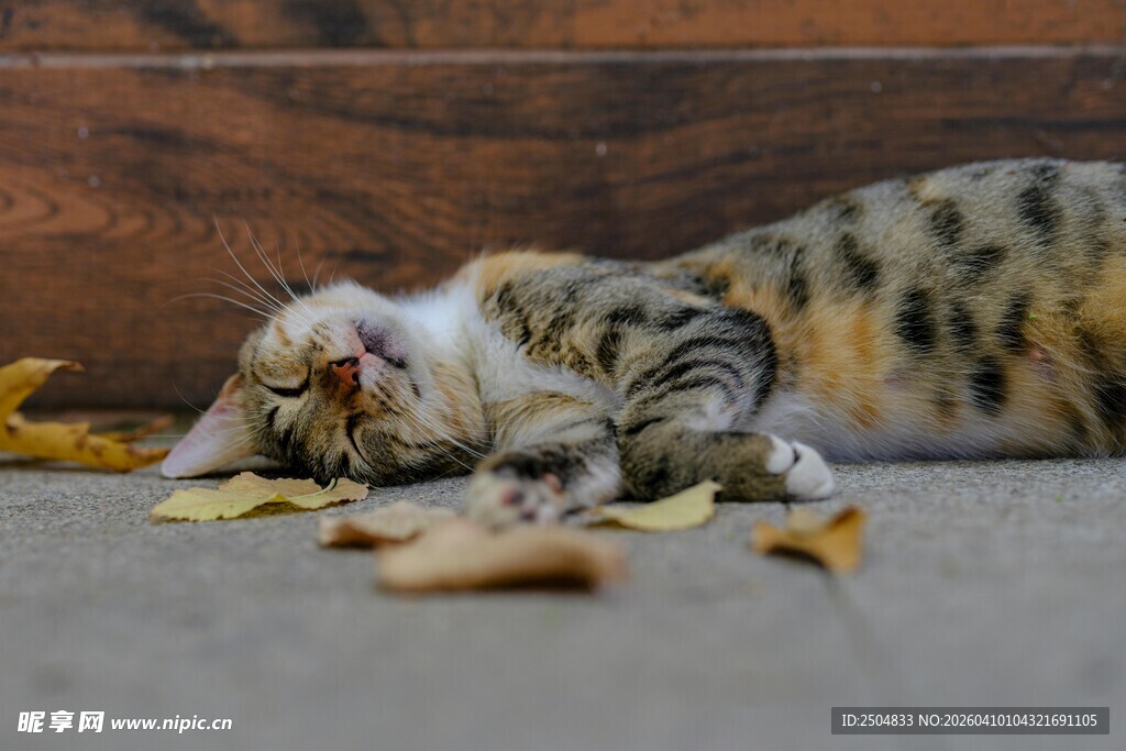 猫咪卧于落叶中休憩
