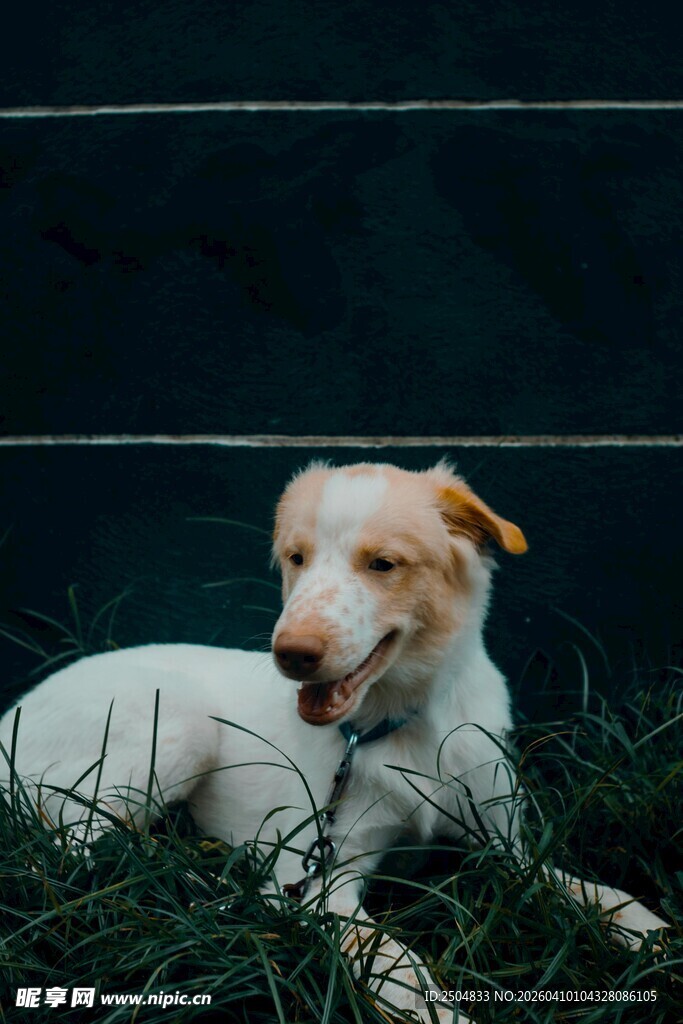 草地上休憩的可爱小狗