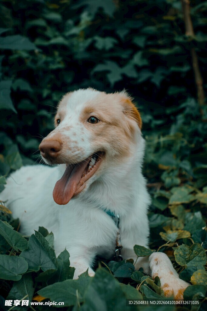 草丛中的快乐狗狗