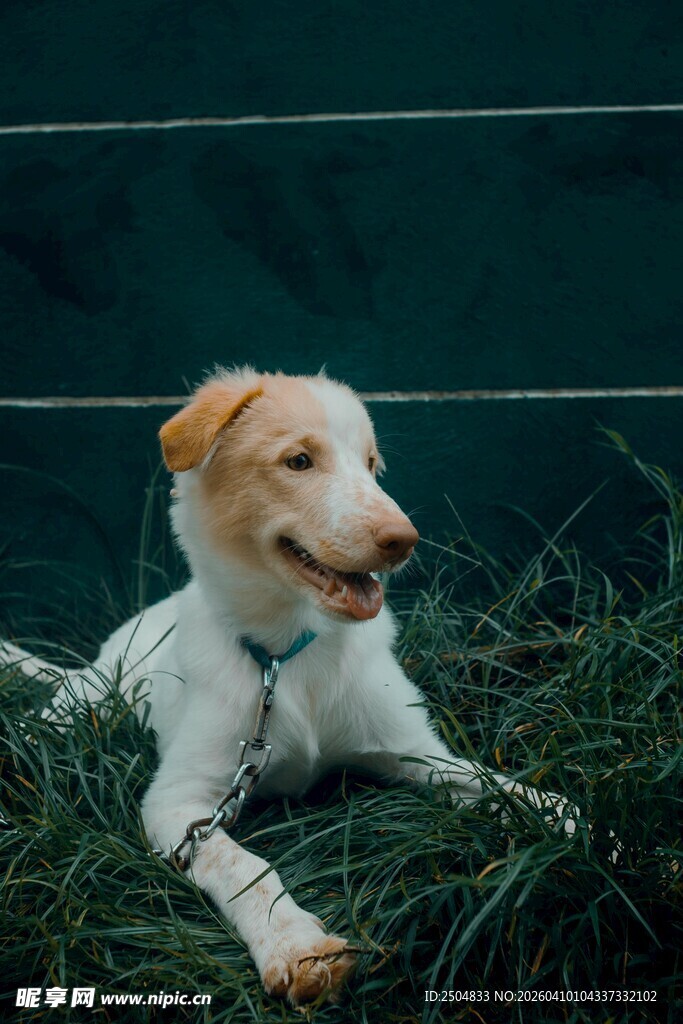 草地上微笑的可爱狗狗