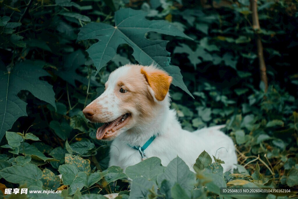 林间休憩的可爱狗狗