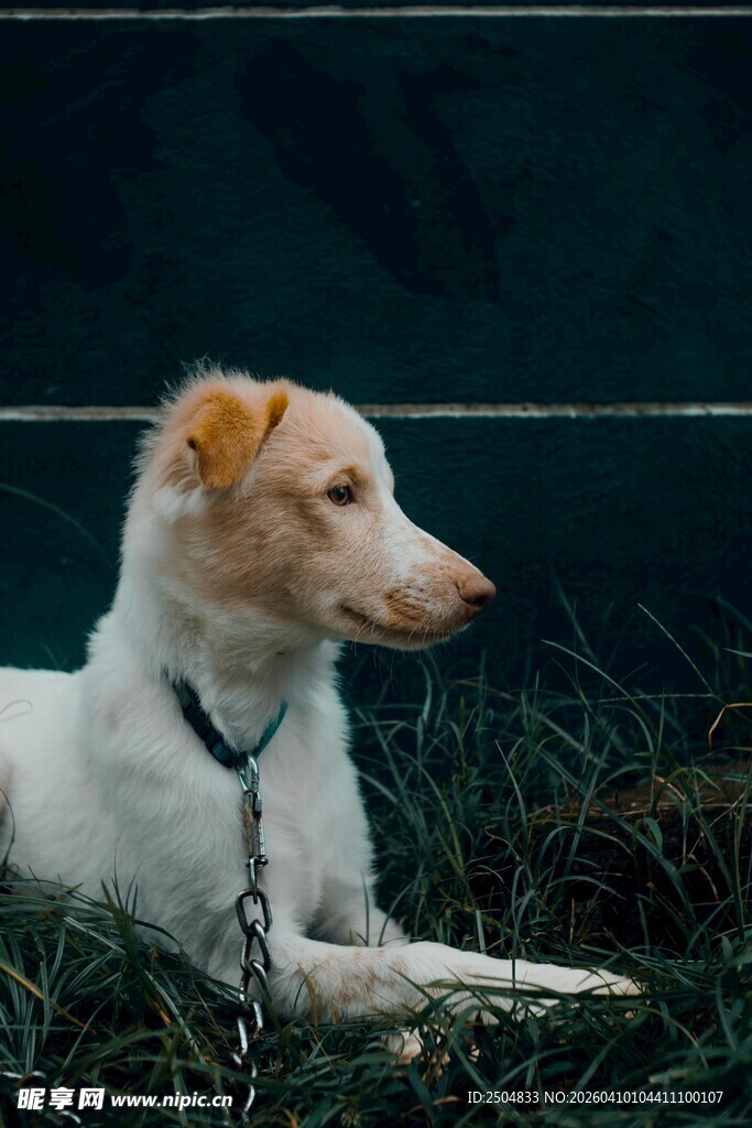 卧于草地的可爱宠物犬
