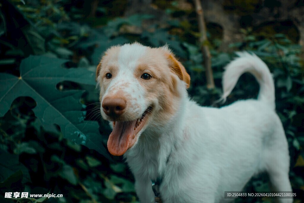 可爱白棕犬户外吐舌