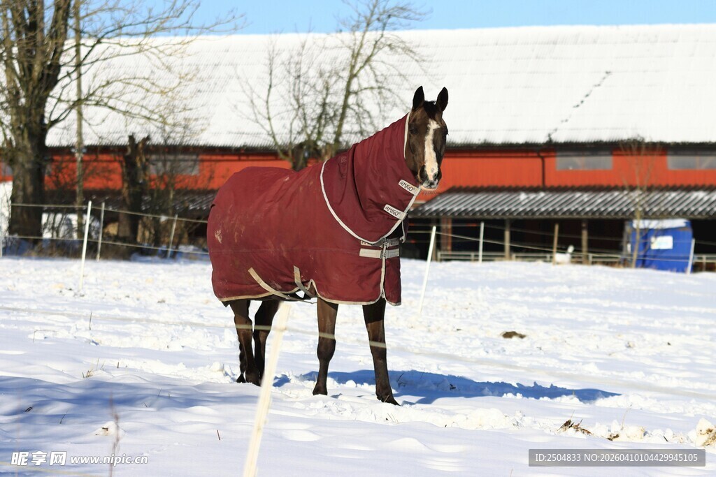 雪地中 红布的站立骏马