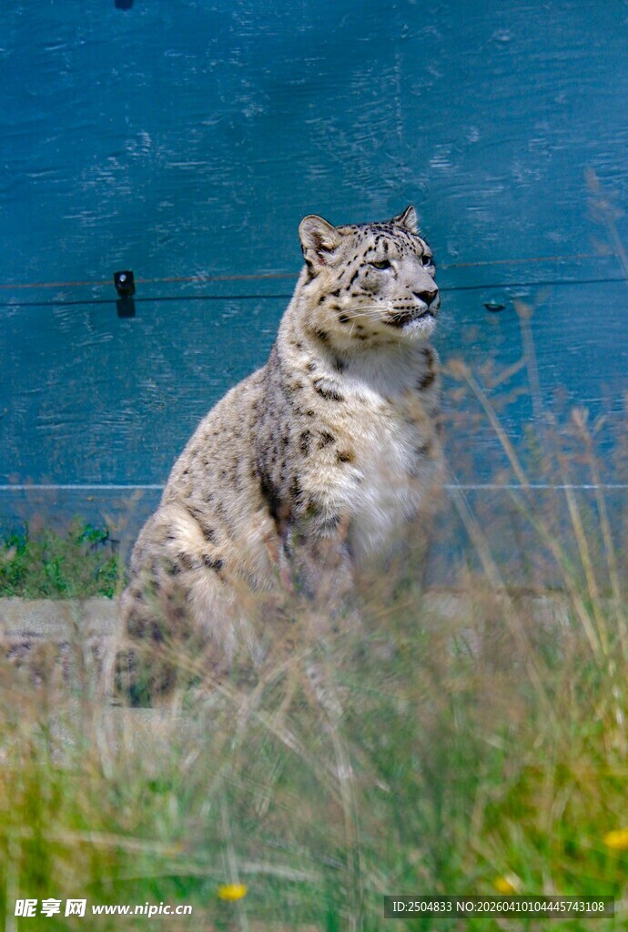 雪豹母子依偎温馨瞬间