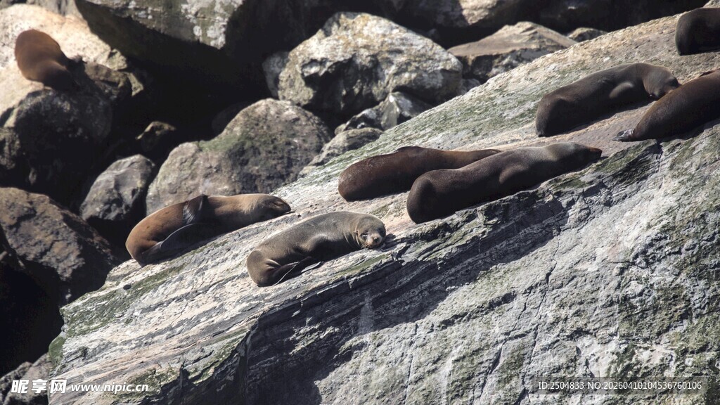 岩石上休憩的海豹群