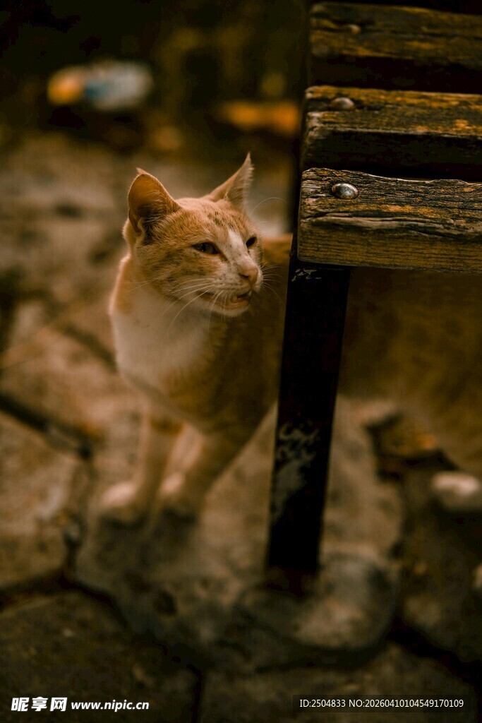 石地上的猫咪