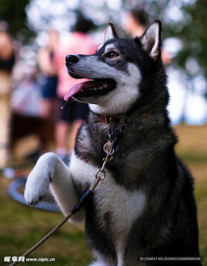活泼哈士奇开心站立玩耍
