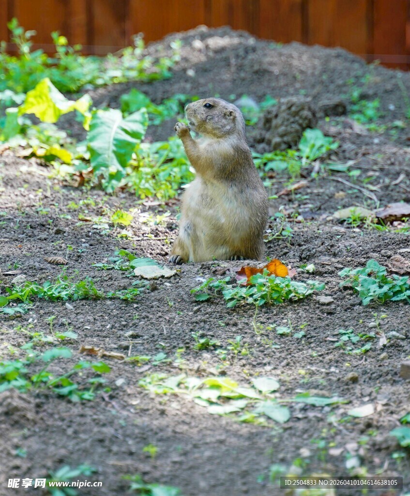 草地上的可爱站立小松鼠