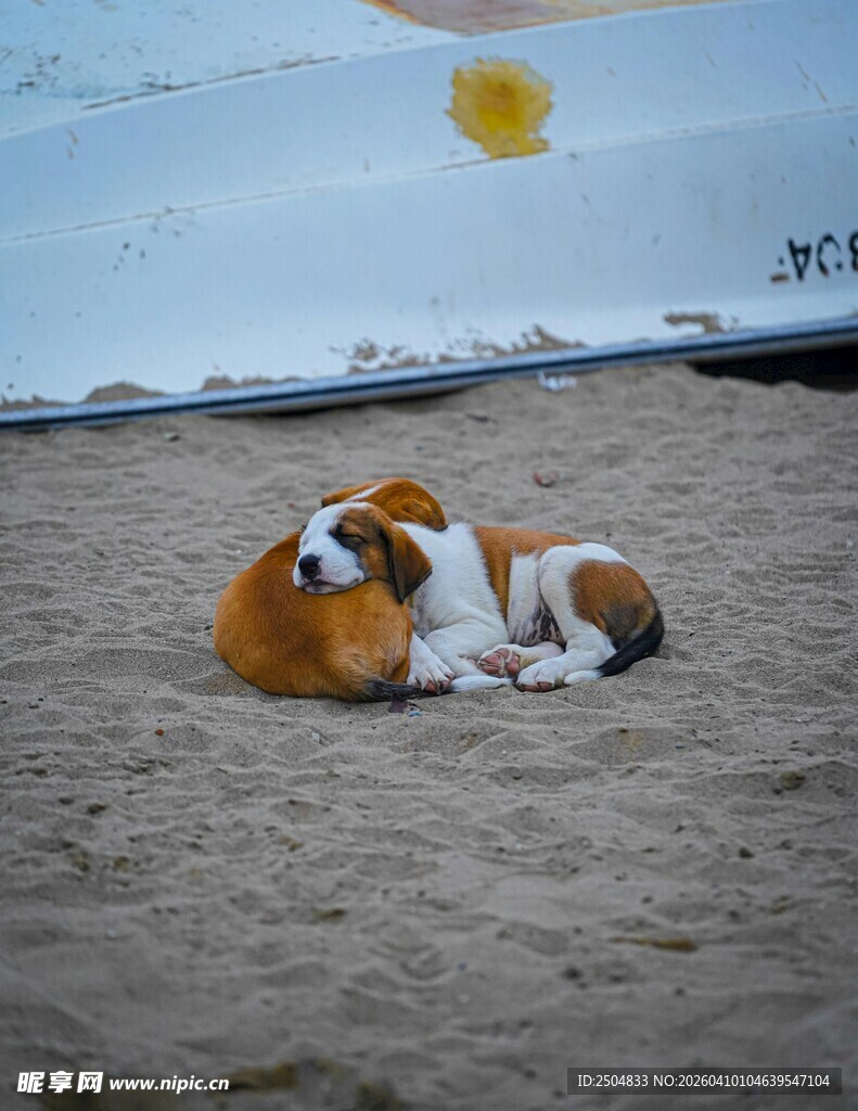 沙滩上依偎的两只萌宠