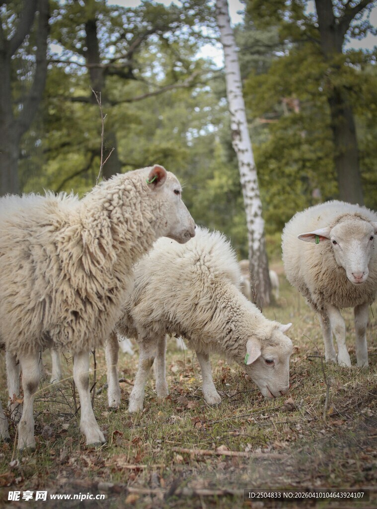 林间吃草的羊群