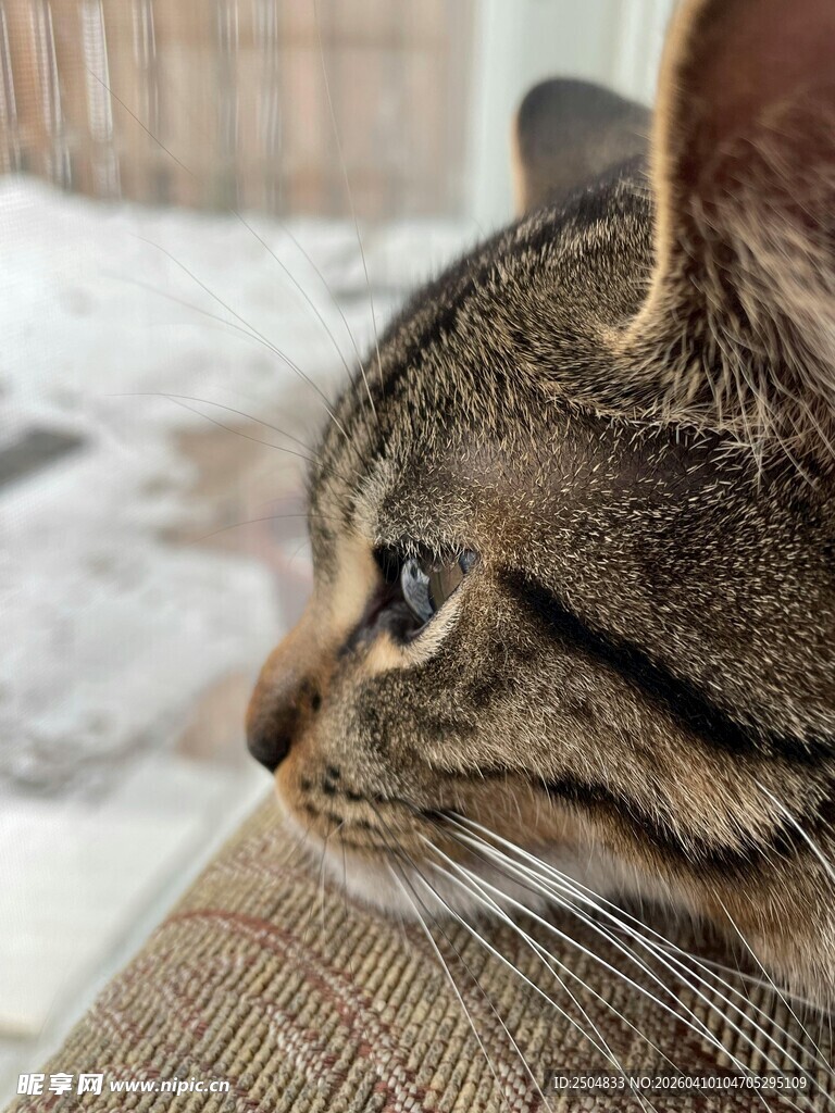 窗边猫咪侧颜