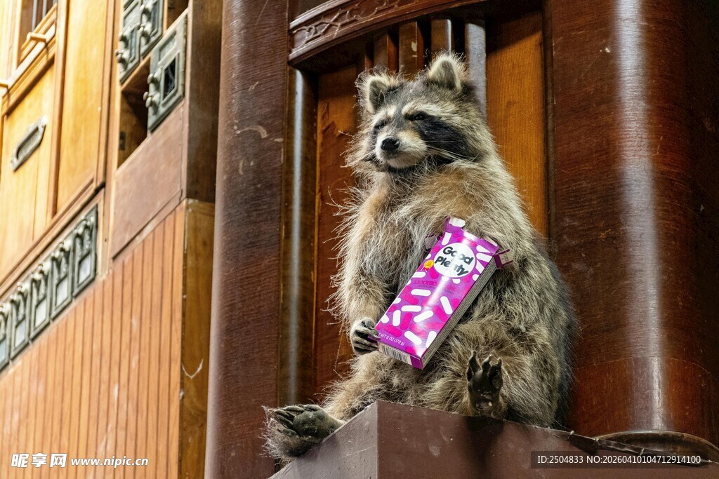 浣熊胸前挂牌可爱模样