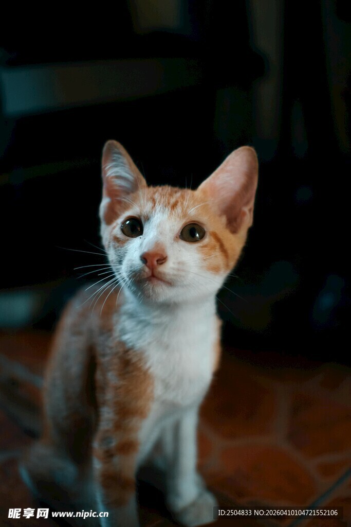 可爱三色小猫抬头凝望