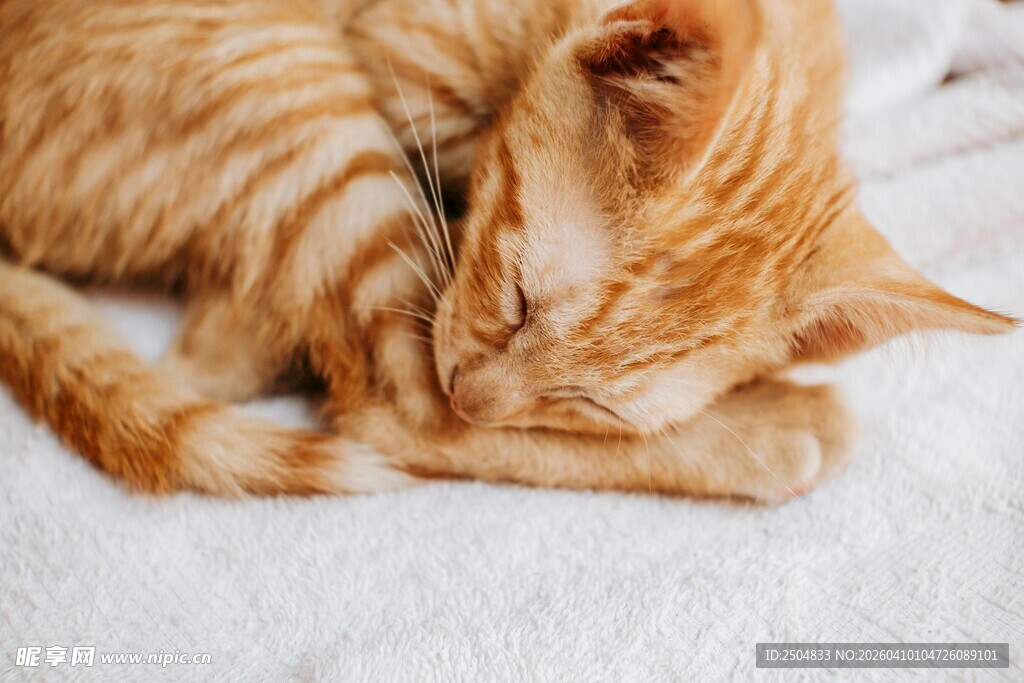 橘猫蜷卧酣睡的温馨瞬间