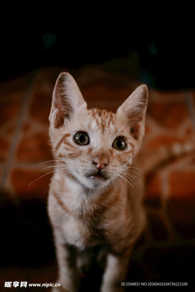 可爱小猫好奇张望