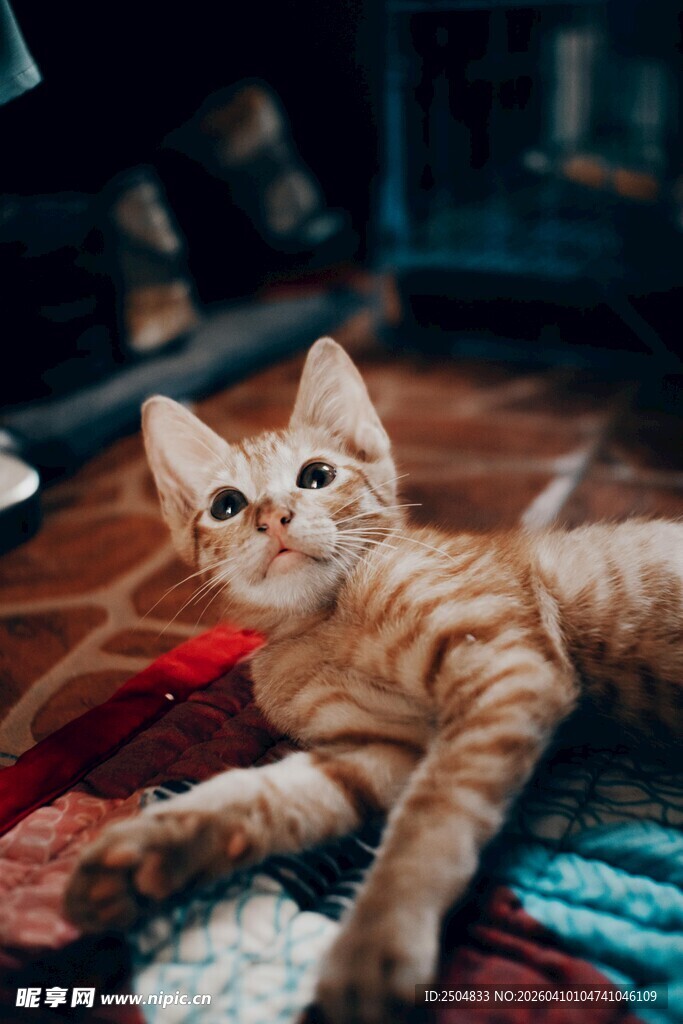 橘猫趴地好奇望向上方