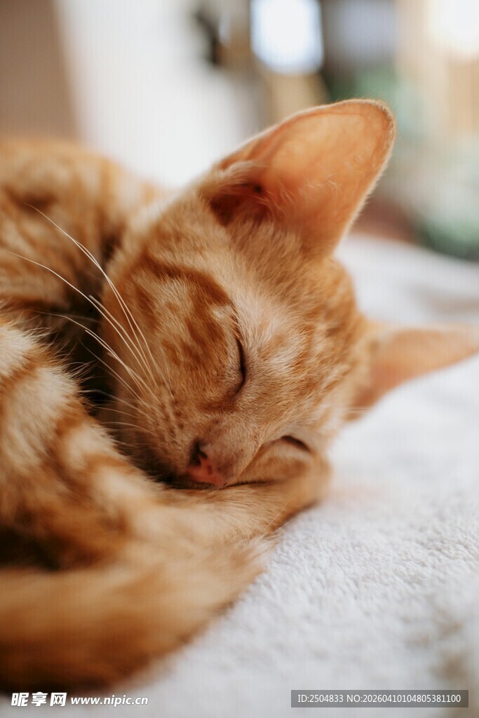 橘猫惬意睡态