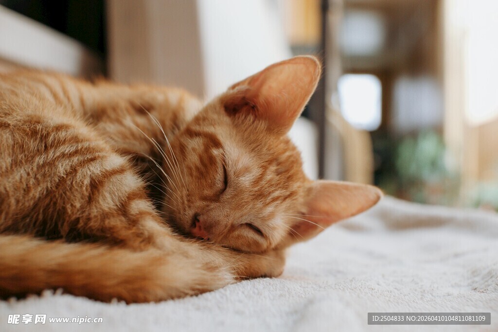 橘猫惬意躺卧休憩