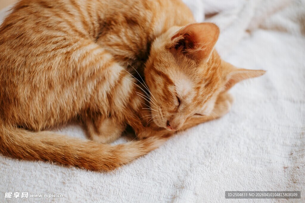 橘猫蜷卧在柔软毯子上