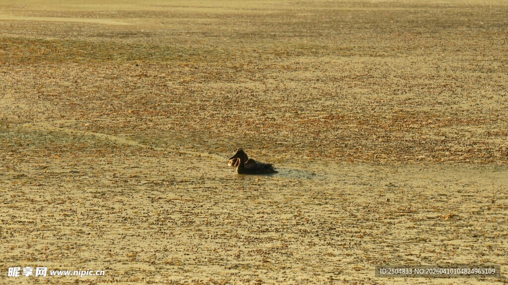 旷野中的孤独身影