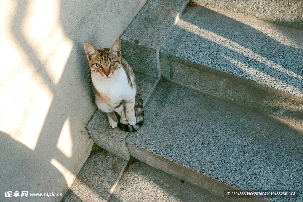 台阶上休憩的猫咪