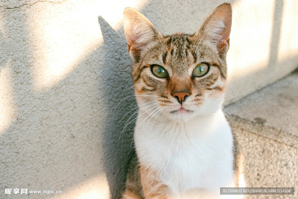 阳光下的可爱猫咪