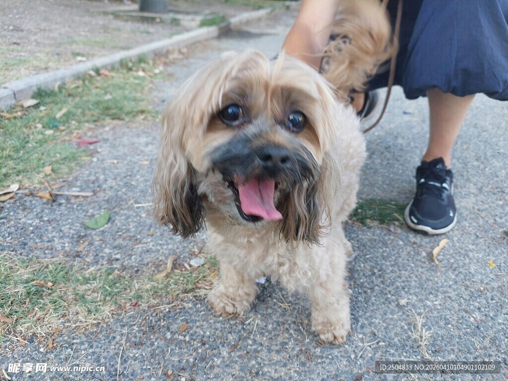 可爱小狗被人温柔牵着