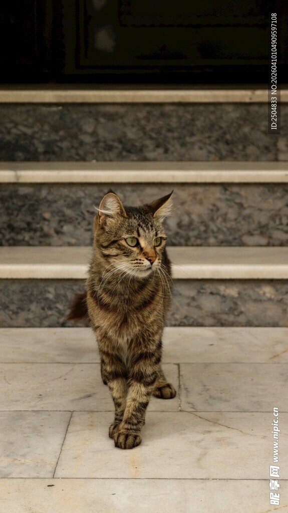 行走的斑纹猫咪