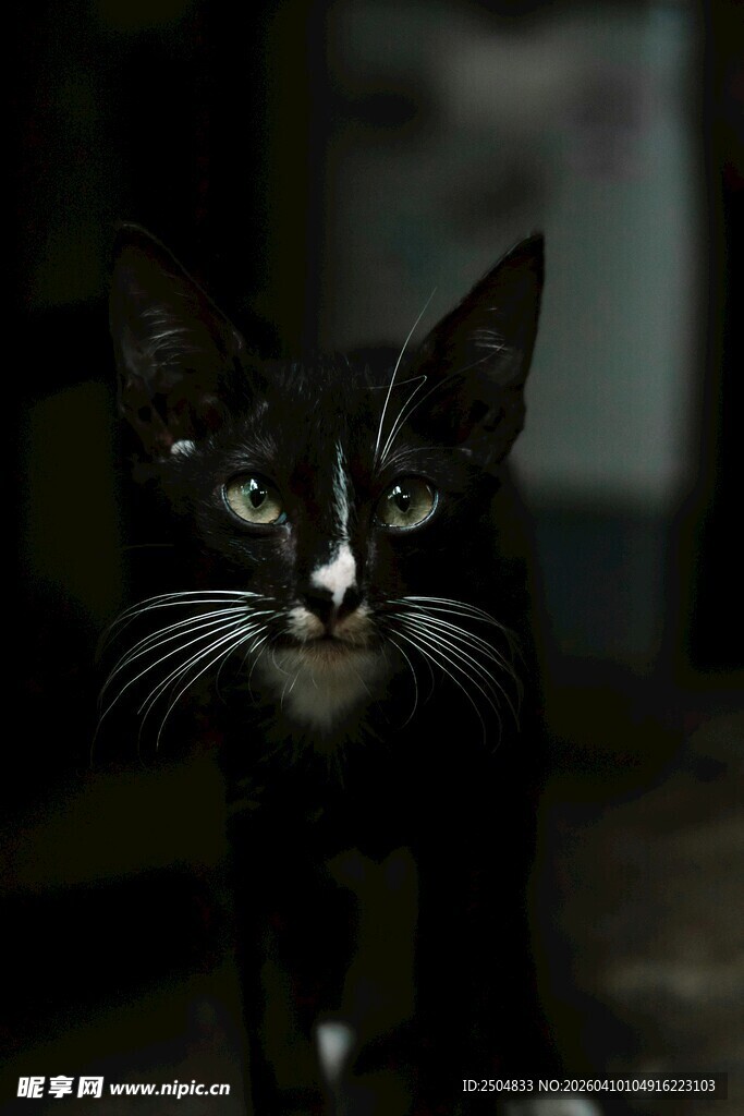 黑白小猫好奇凝视