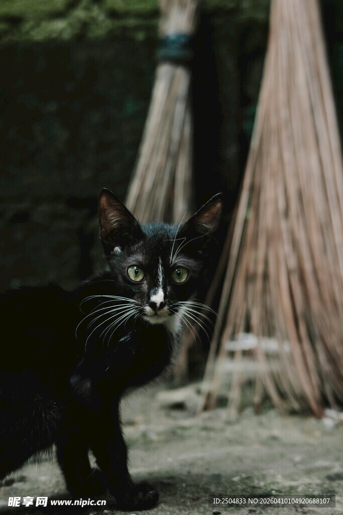 黑猫立于扫帚旁