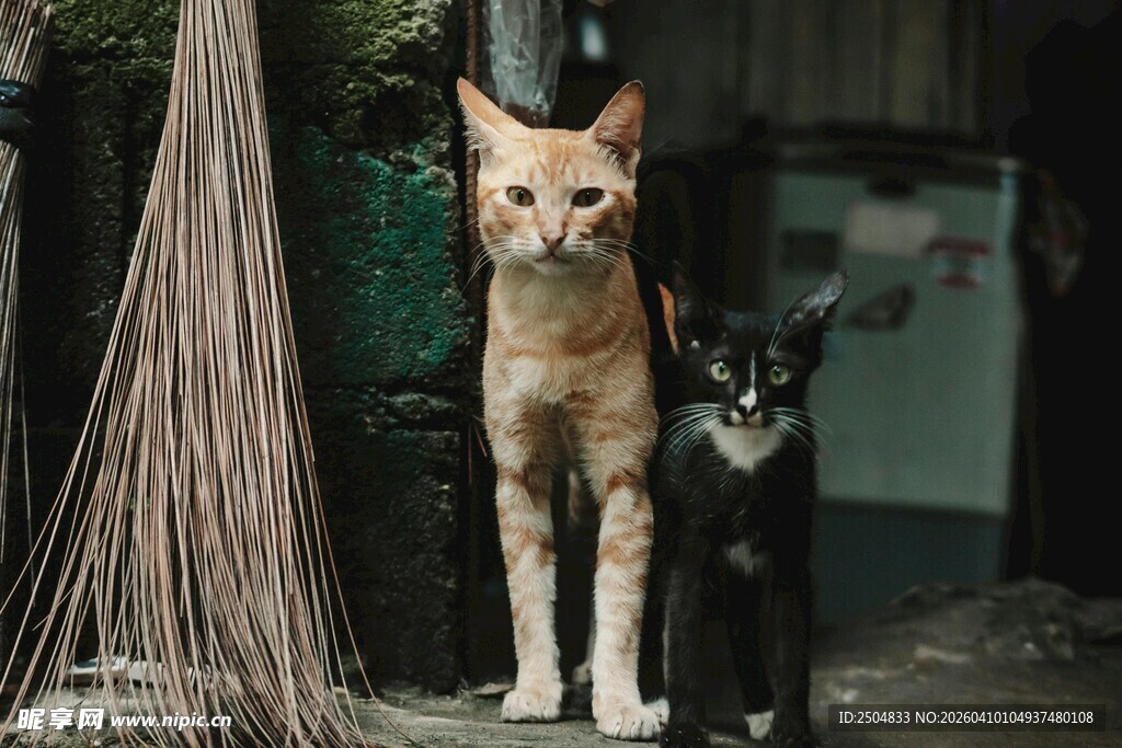 两只猫咪站在室内角落