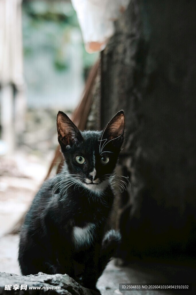 小黑猫蹲坐凝视