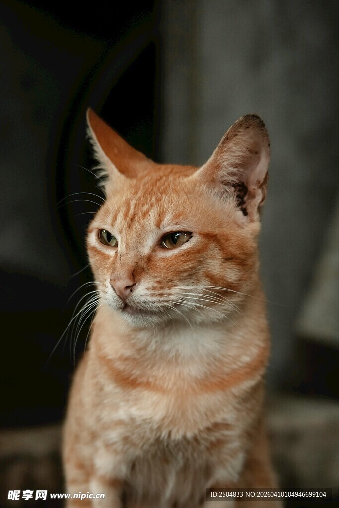 橘猫侧头凝视