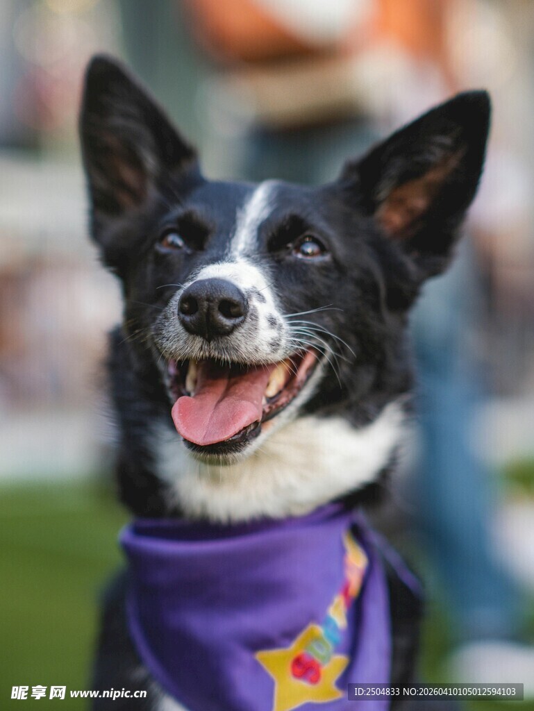 可爱边牧戴紫色围巾