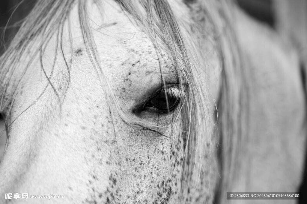 马的特写