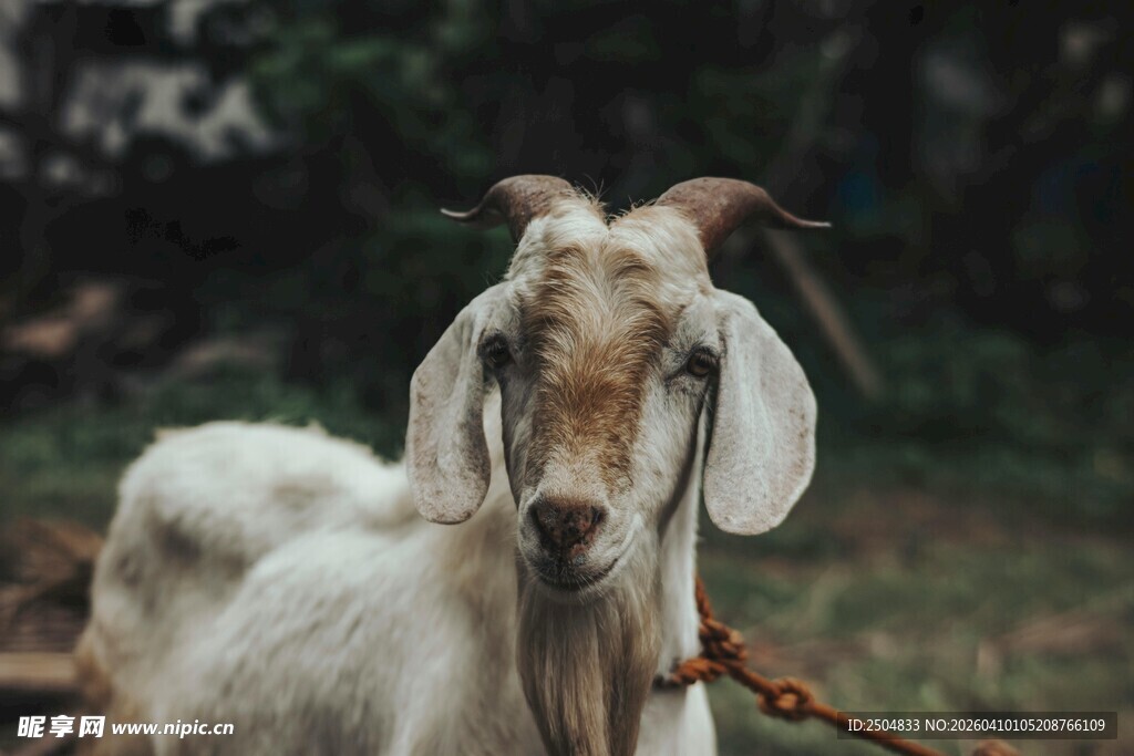 拴着的山羊