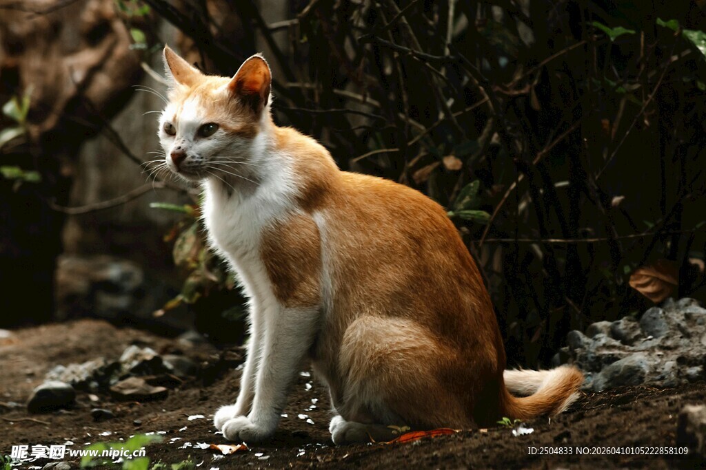 野生豺狗坐于林间
