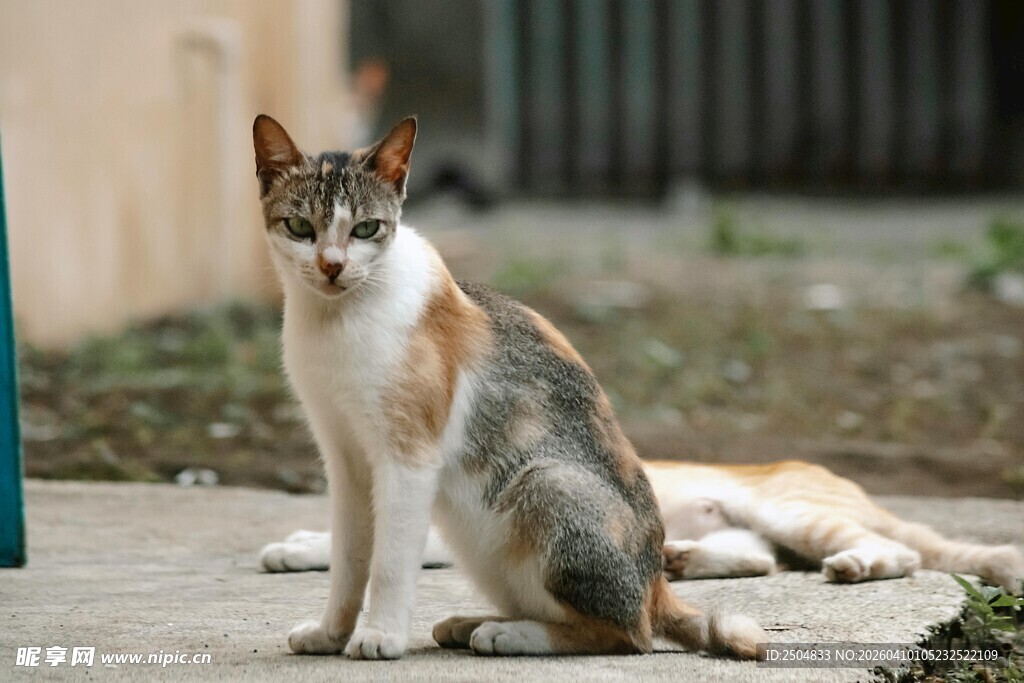 三色猫咪户外休憩