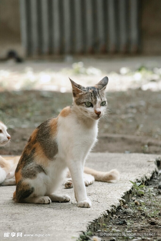 三色猫咪坐于户外地面