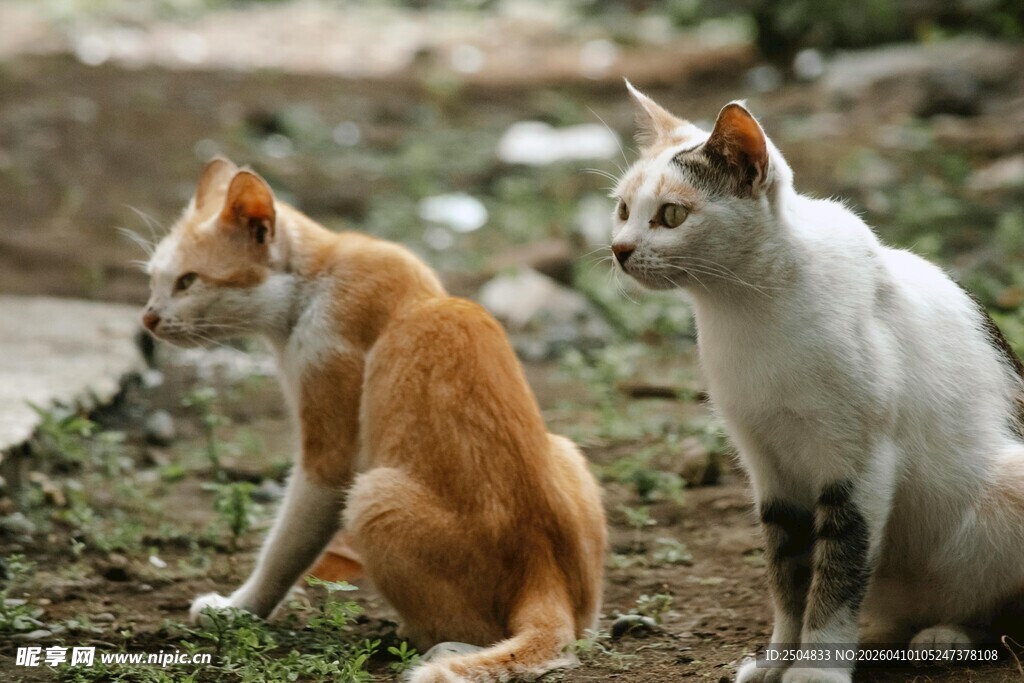 两只猫咪坐于草地