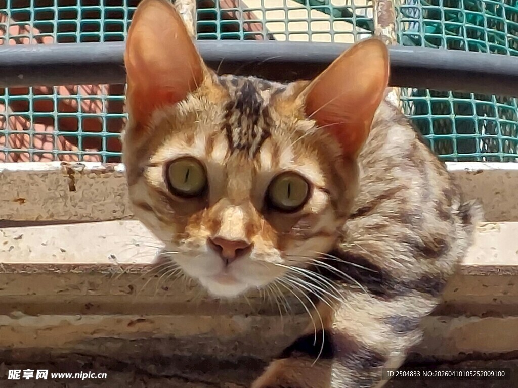 可爱小猫好奇张望