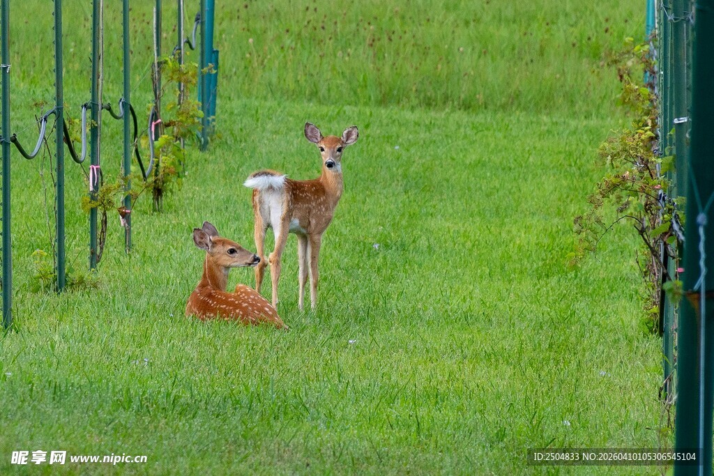 草地上的几只小鹿