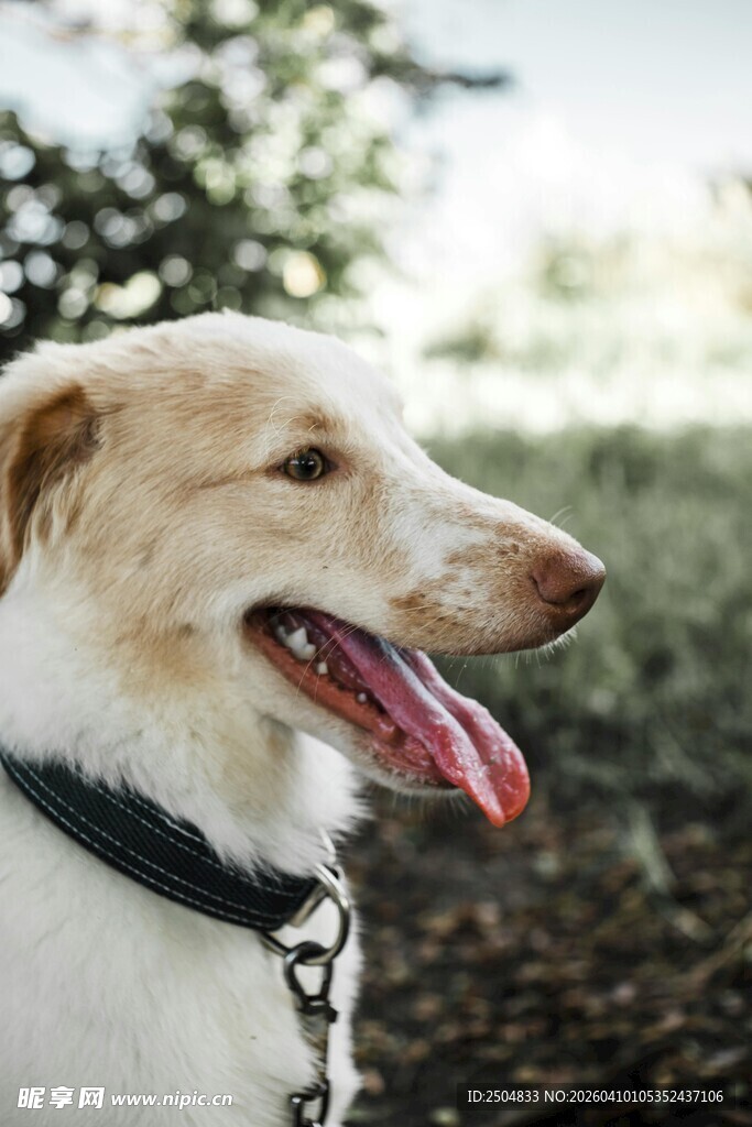 拴着链子的快乐狗狗